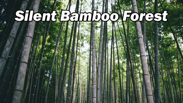 Silent Bamboo Forest.jpg