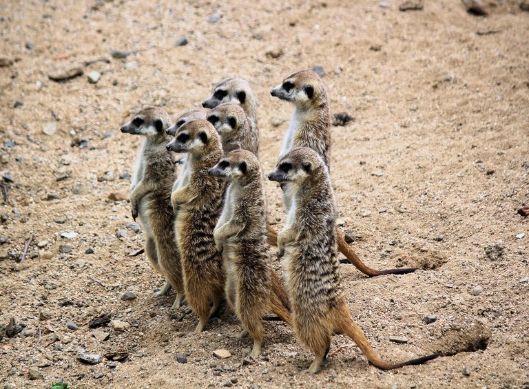 meerkats-6768195_1920.jpg