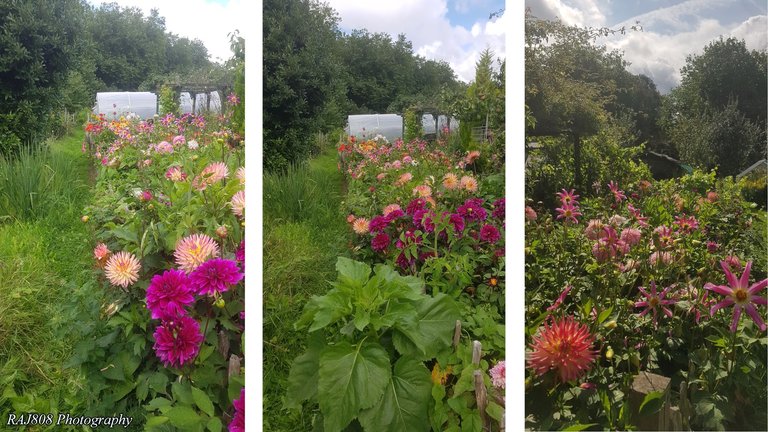 Flowers Collage.jpg