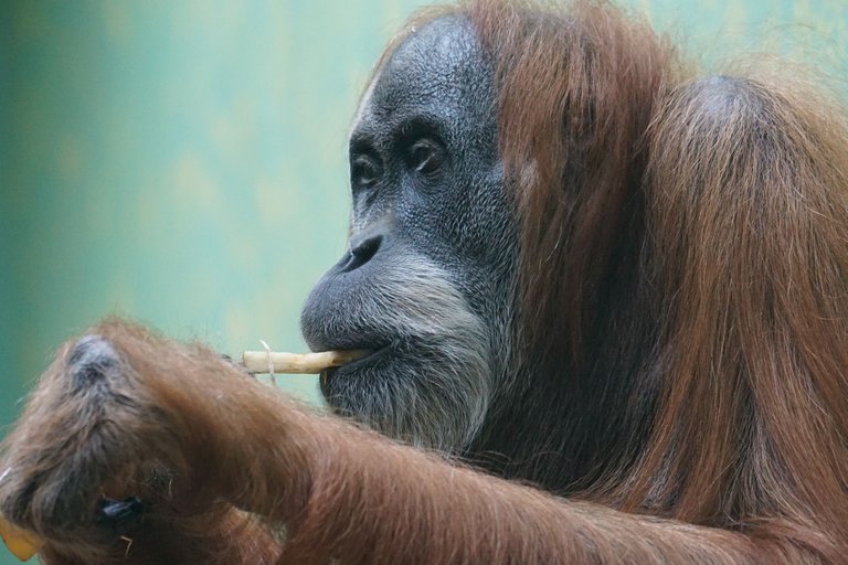 orangutan-1464014_1920.jpg