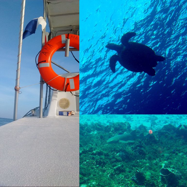 Diving Collage.jpg