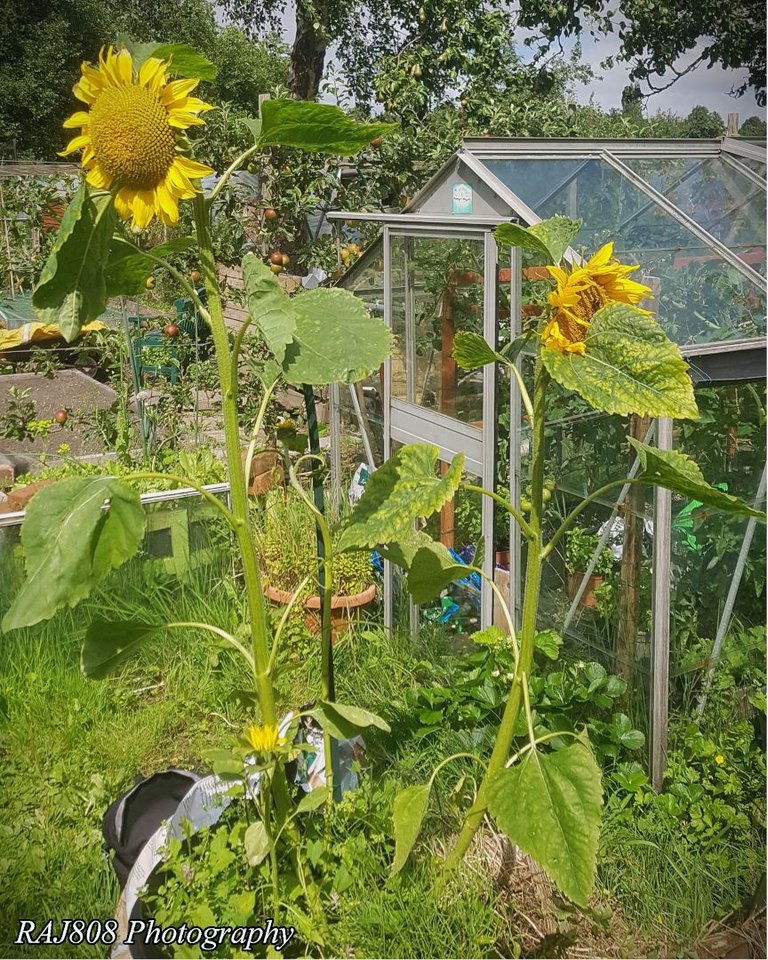 Greenhousesunflows.jpg
