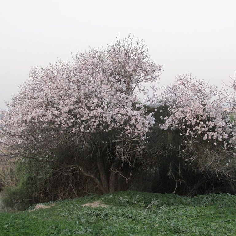 Beautiful almond blossom