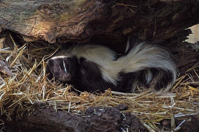 skunk-3716043_640.jpg