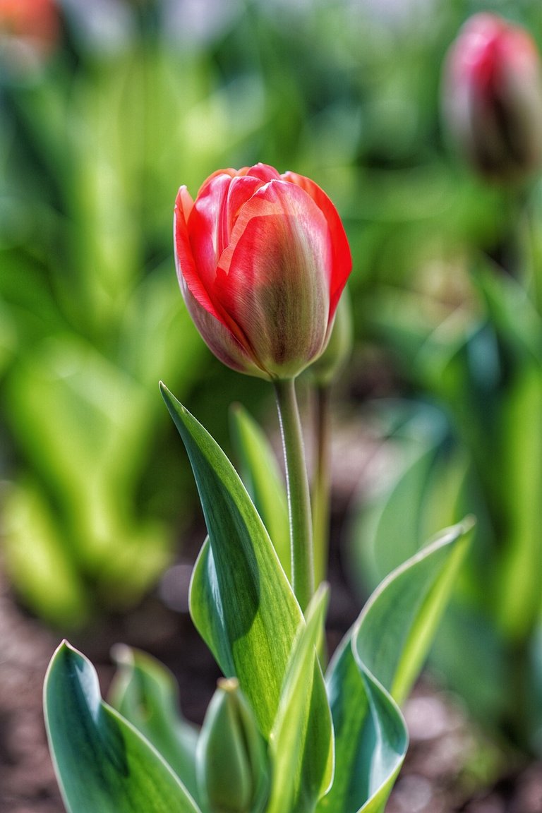 tulip-4861940_1280.jpg