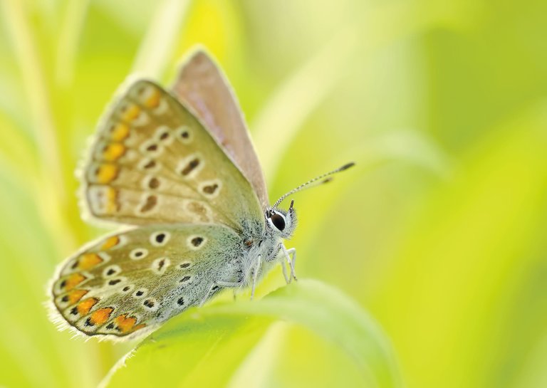 butterflies-insect-bezkregowiec-macro-70850.jpeg