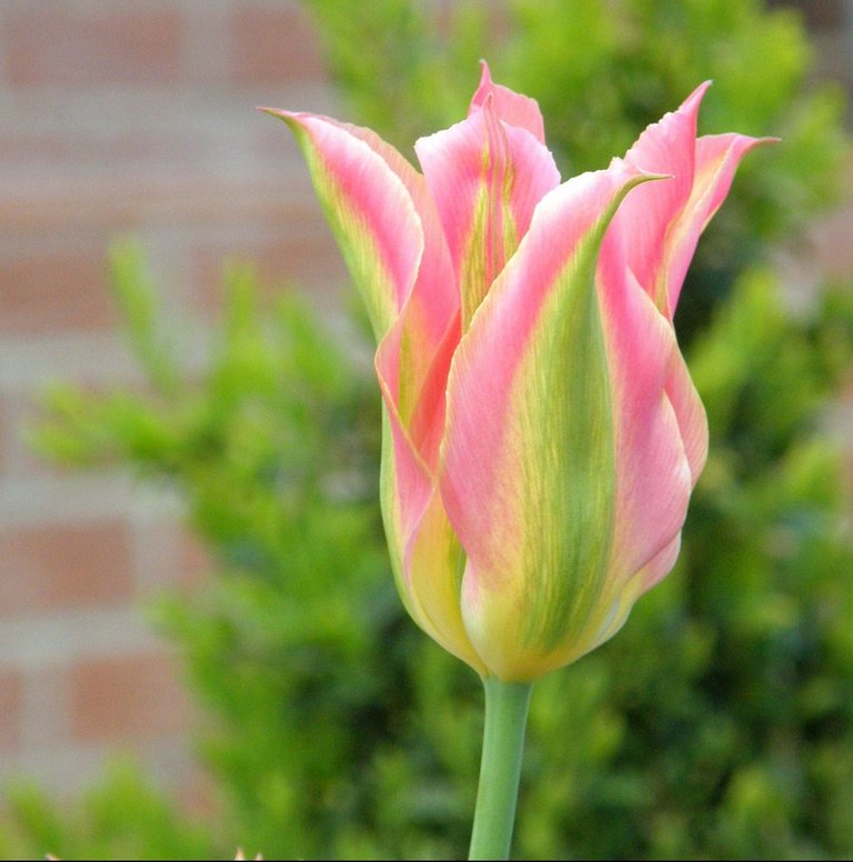 tulip-3123822_1280.jpg