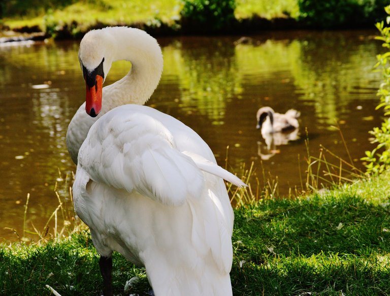 swan-bird-waters-water-162365.jpeg