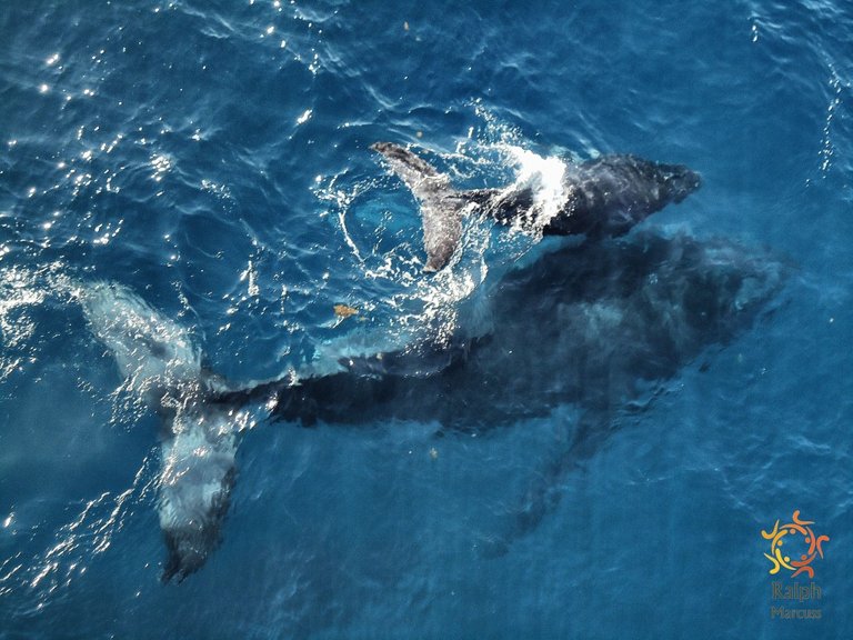 Whale in Port Hedland Anchorage (2)_Snapseed.jpeg