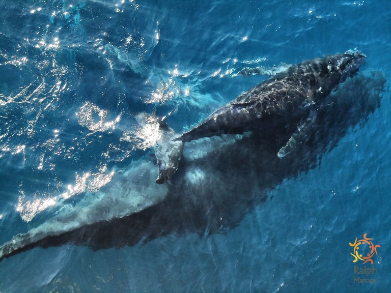 Whale in Port Hedland Anchorage (1)_Snapseed.jpeg