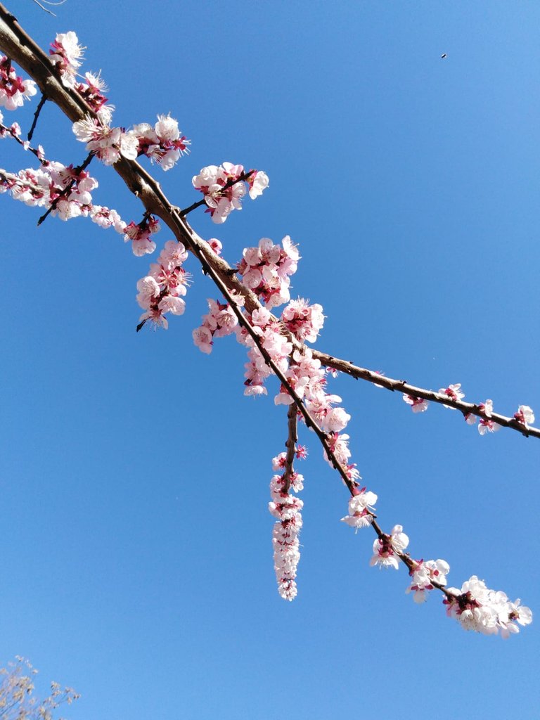 Pink Flowers_2.jpg