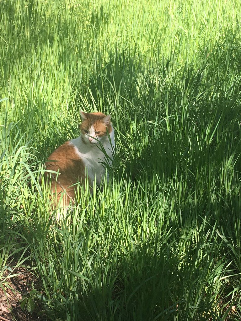 Cat in the green grass_3.jpg