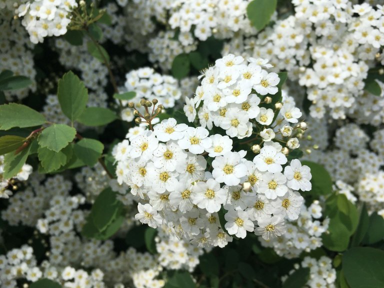 White Flowers.jpg