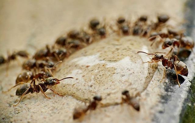 ants-4637999_640.jpg