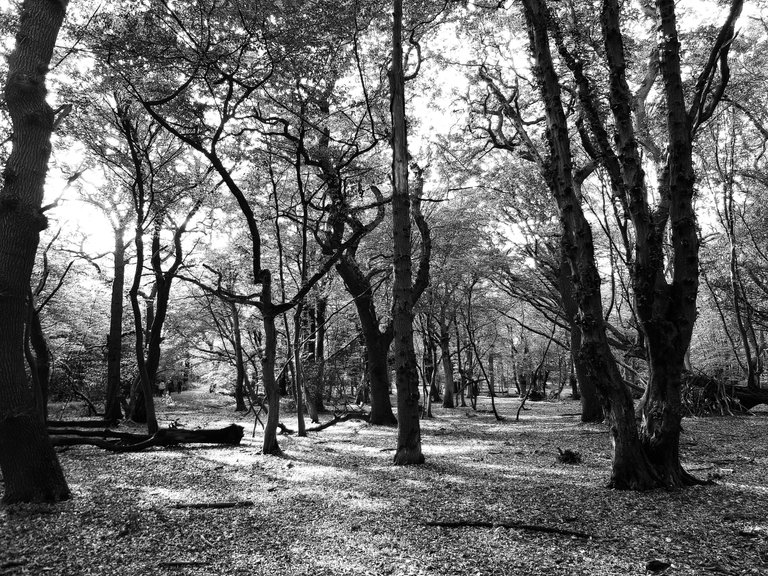 woods blanco y negro.jpg