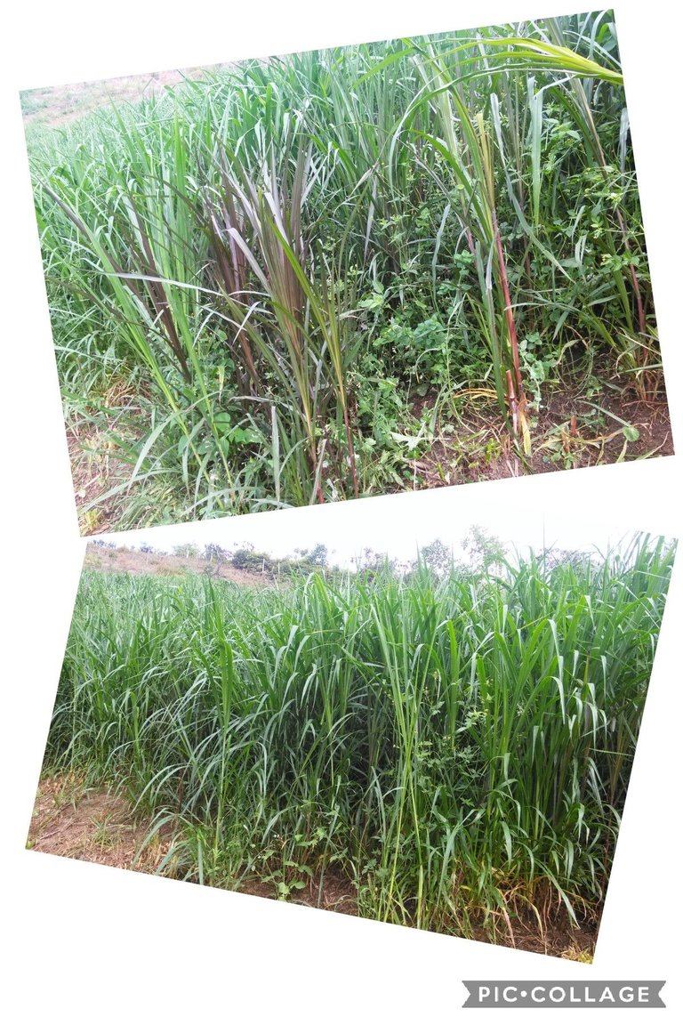 The tall grass - Photograph taken by me, edited in PIC.COLLAGE