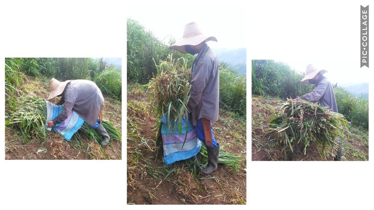 Loading the tahll grass 1 - Photograph taken by me, edited in PIC.COLLAGE