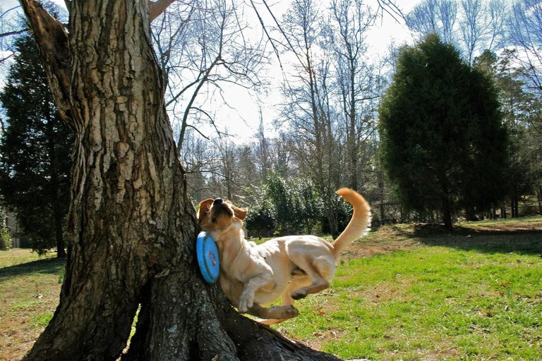 dog-frisbee.jpg