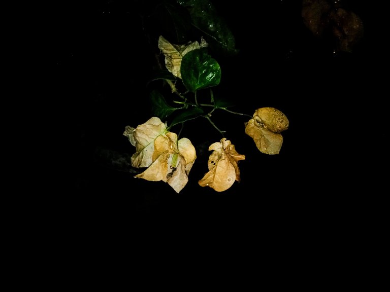 Portrait of Paper Flowers at night