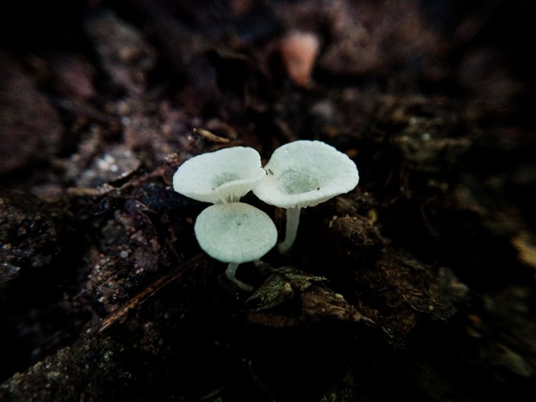 Learn to take pictures of small mushrooms | What is the name of this mushroom?