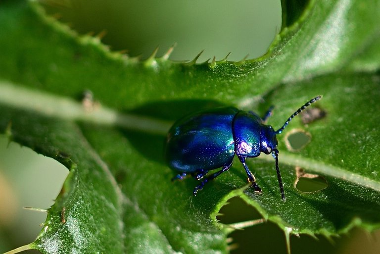 beetle-4401814_1280.jpg