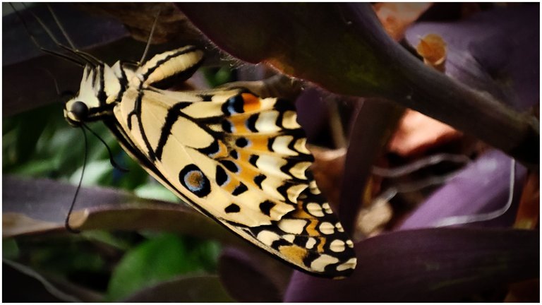 butterfly-tiger0.jpg