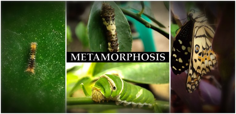 metamorphosis.jpg