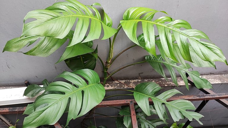 monstera-2floor-min.jpg