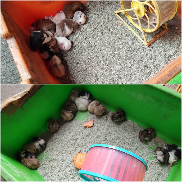 hamsters.jpg