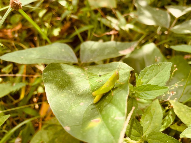 IMG-20240129-WA0068.jpg