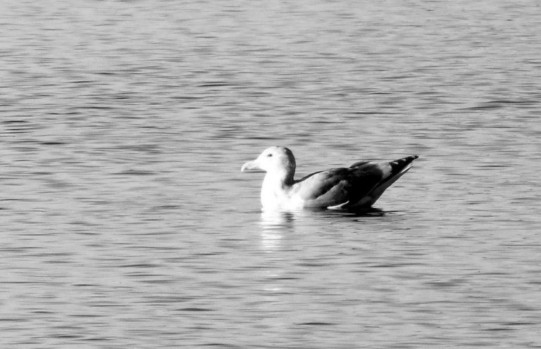 RD0031-Seagull.JPG