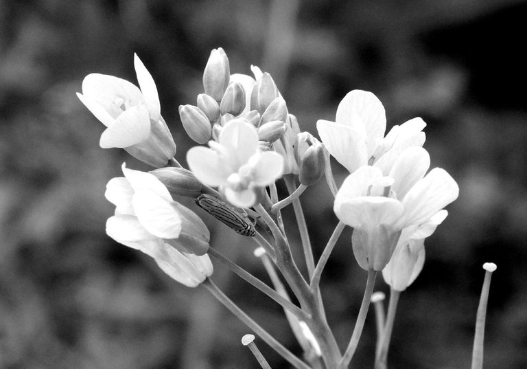 RD0217-Mustard-FlowerBW.jpg