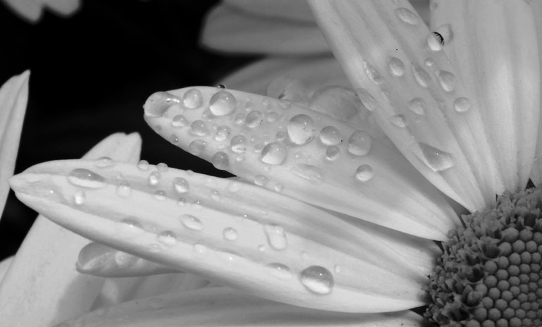 RD0076-DaisyDroplets.JPG