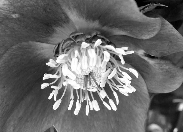 RD0038-Hellebore.JPG