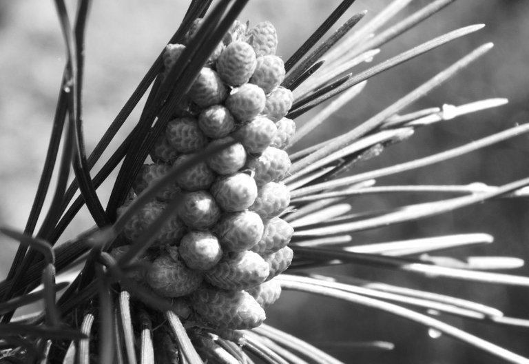 RD-0002-Pinecone.jpg