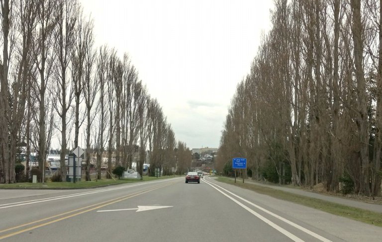 RD0088-Poplars5.jpg