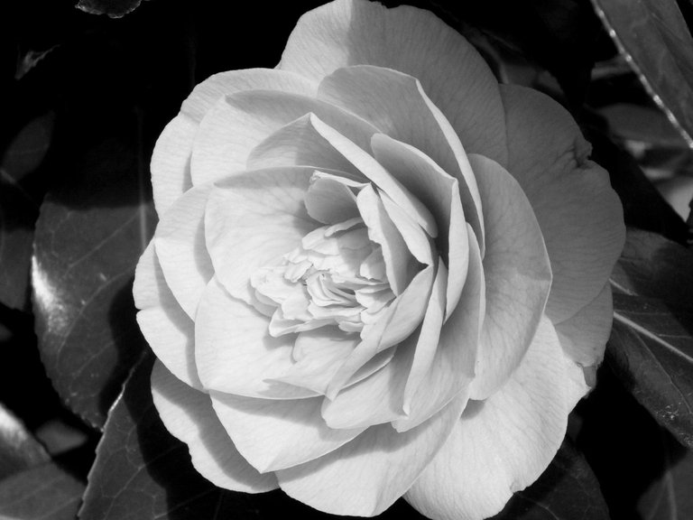 RD0167-Camellia.jpg