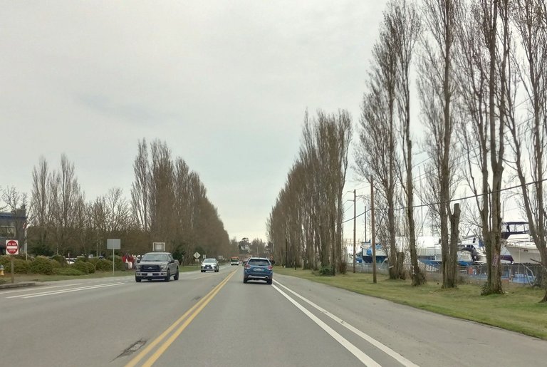 RD0088-Poplars3.jpg