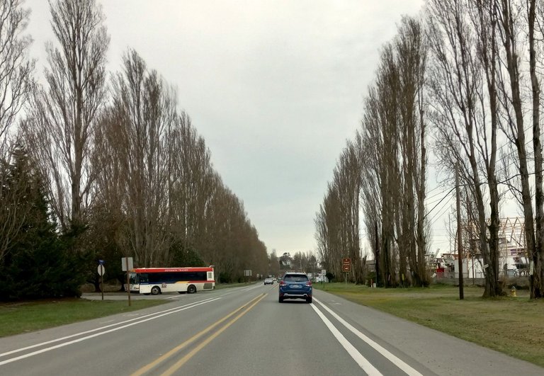 RD0088-Poplars4.jpg