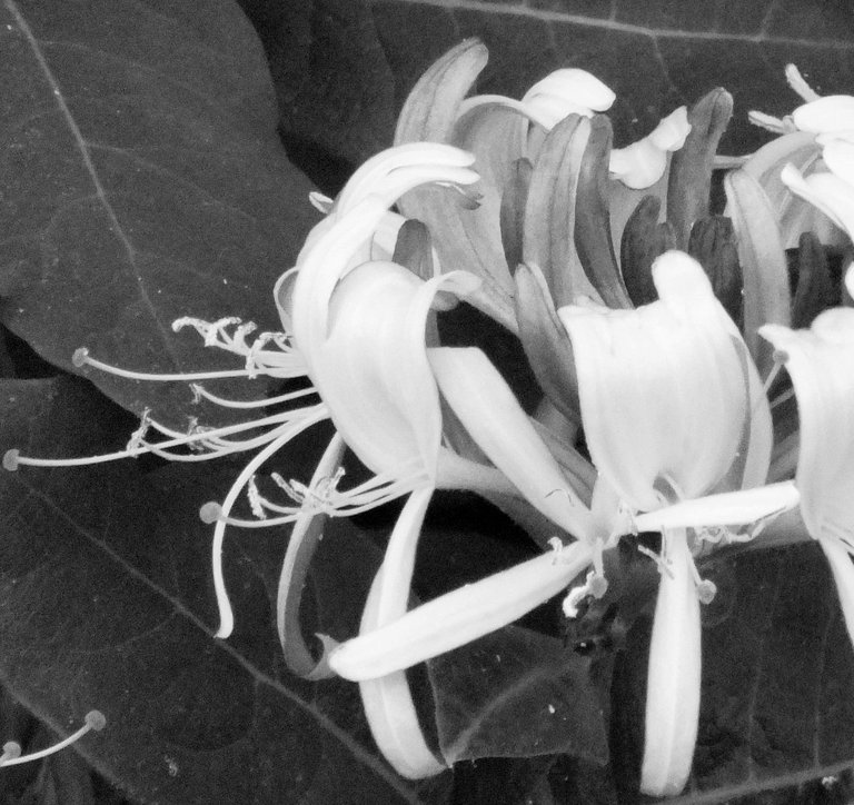 RD0004Honeysuckle.jpg