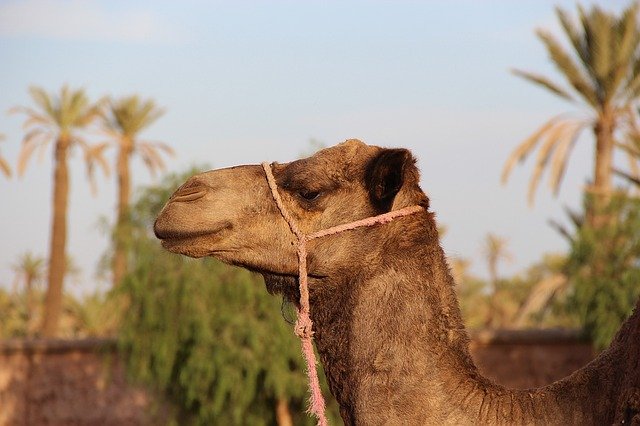 camel1494724_640.jpg