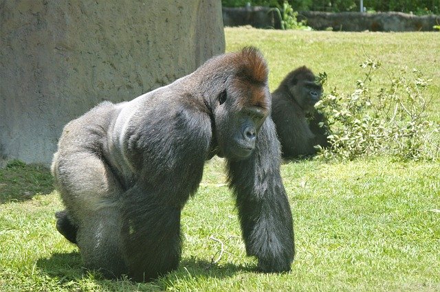 gorilla1432213_640.jpg