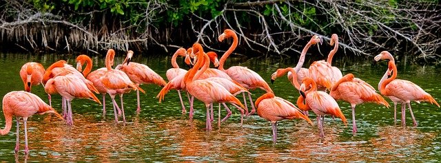 flamingos3403772_640.jpg