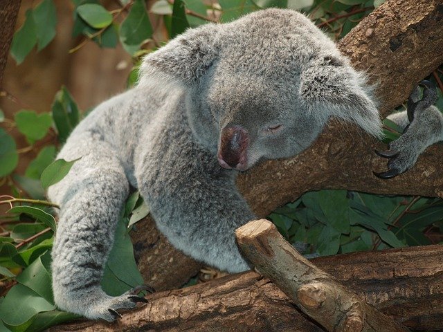 koalabear9960_640.jpg
