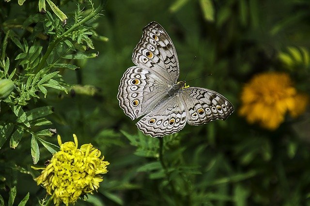 butterfly1644189_640.jpg