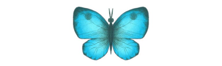 ae_export_schmetterling020350.jpg