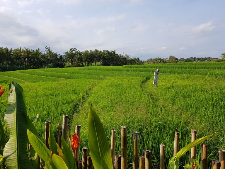 Indonesia - A Trip To Taman Ayun Temple In Bali