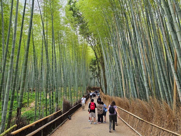 My Japan Trip - A Trip To Arashiyama Bamboo Forest And More!