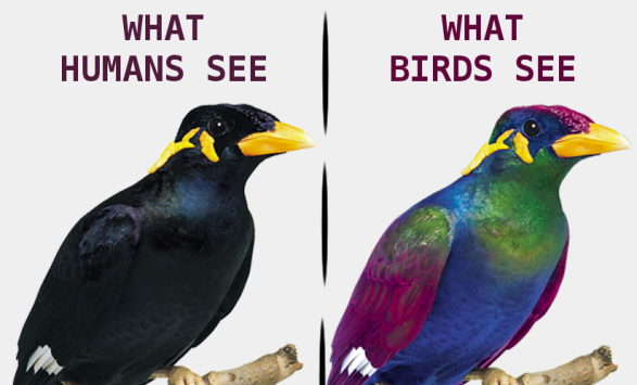 human vs bird.png