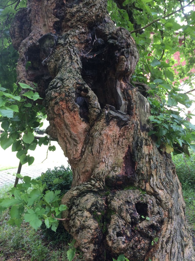 Tree trunk.JPG